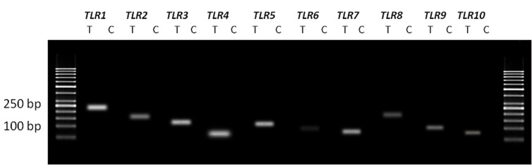 Fig.1