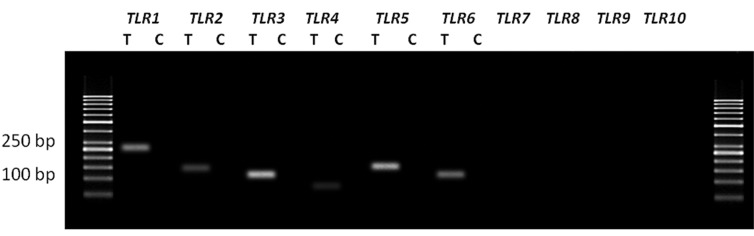 Fig.2