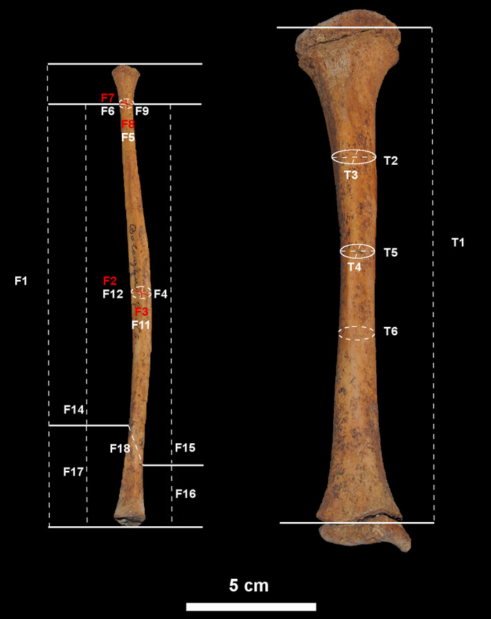 FIGURE 3