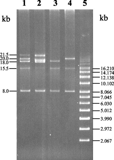 FIG. 3.