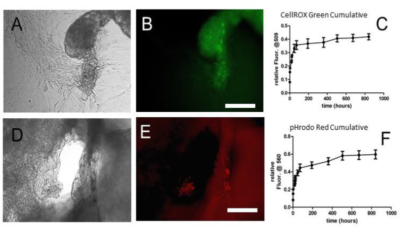 Figure 4: