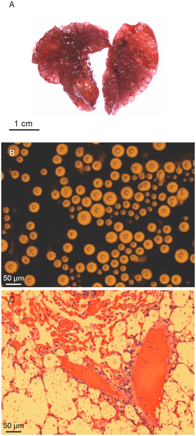 Fig 9