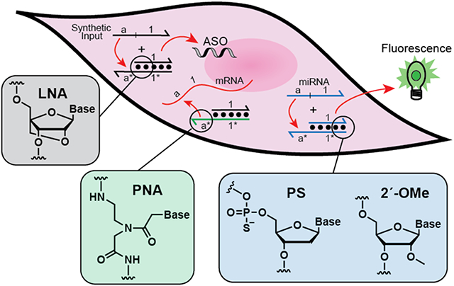 graphic file with name nihms-1853642-f0001.jpg