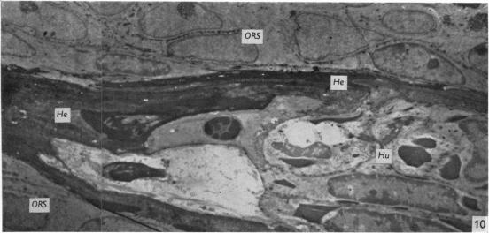 Fig. 10