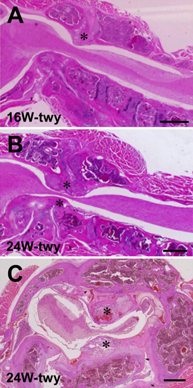 Fig. 1