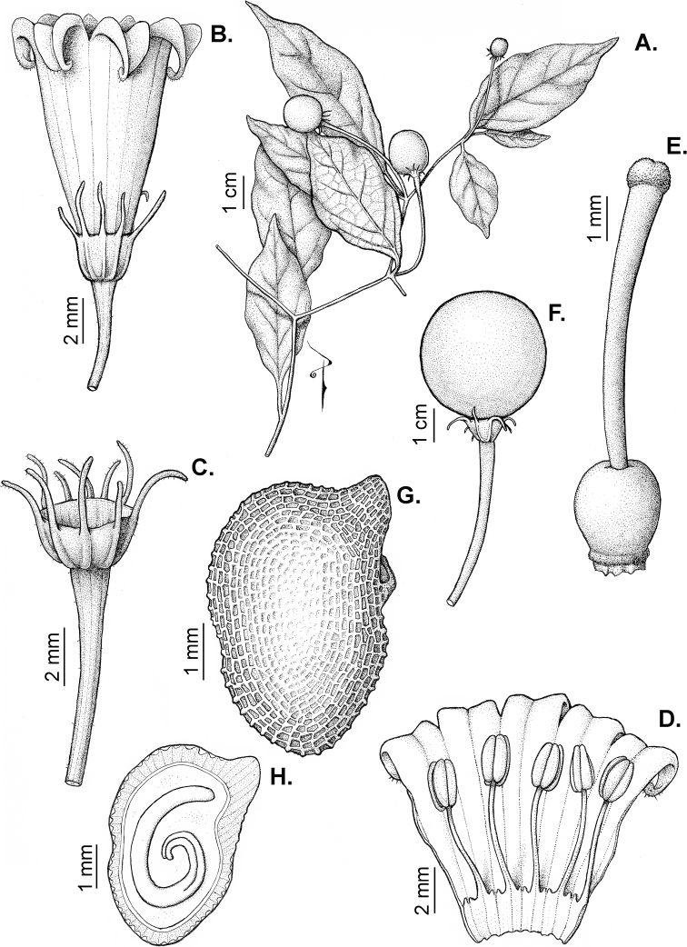 Figure 35.