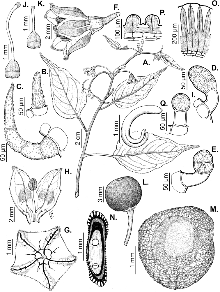 Figure 117.