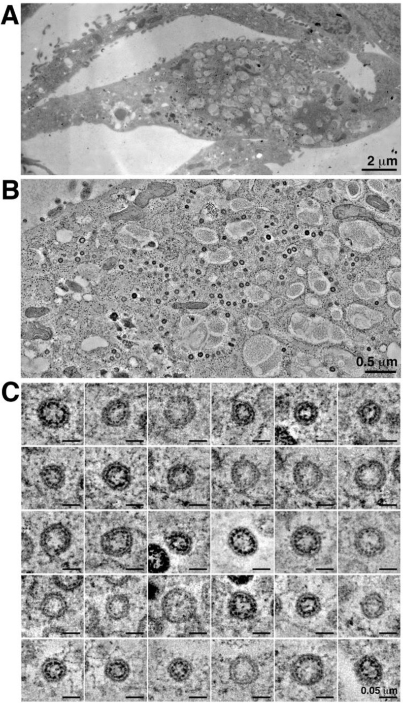 Supplementary Figure 6