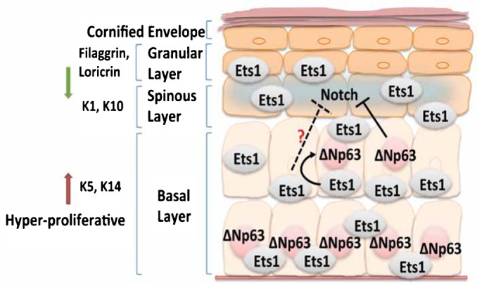 Fig. 7.