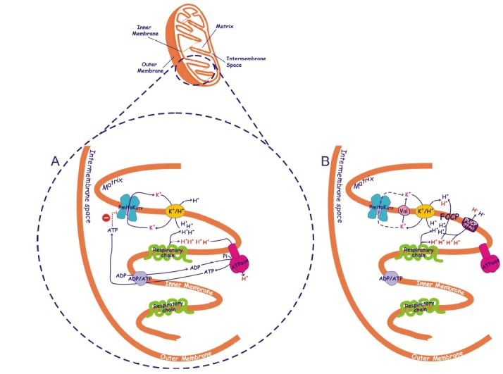 Fig. 1.