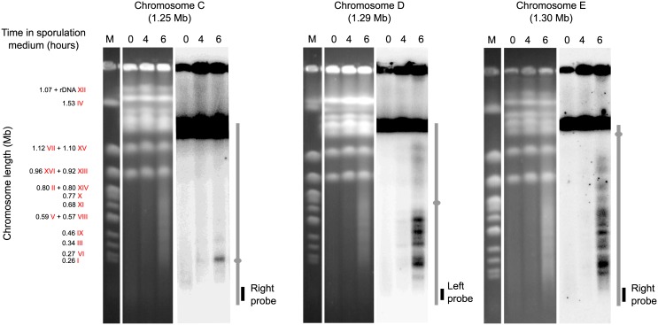 Fig 5