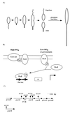 FIG. 1