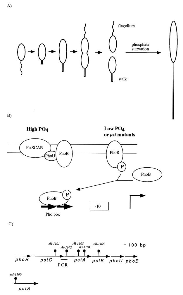 FIG. 1