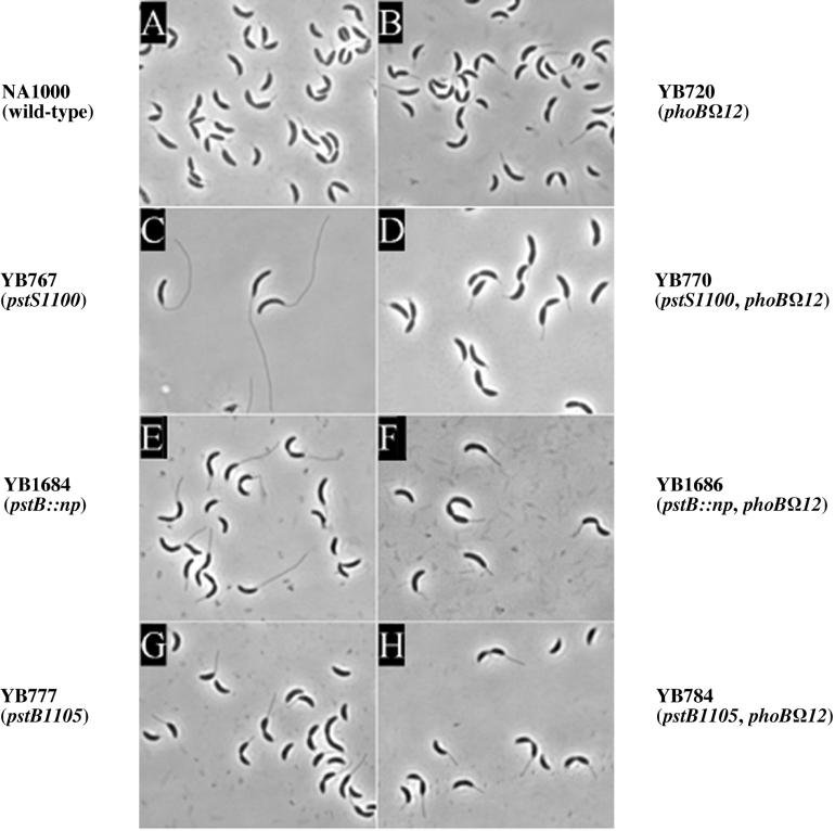 FIG. 7