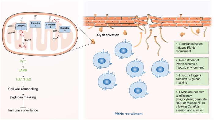 Fig 4