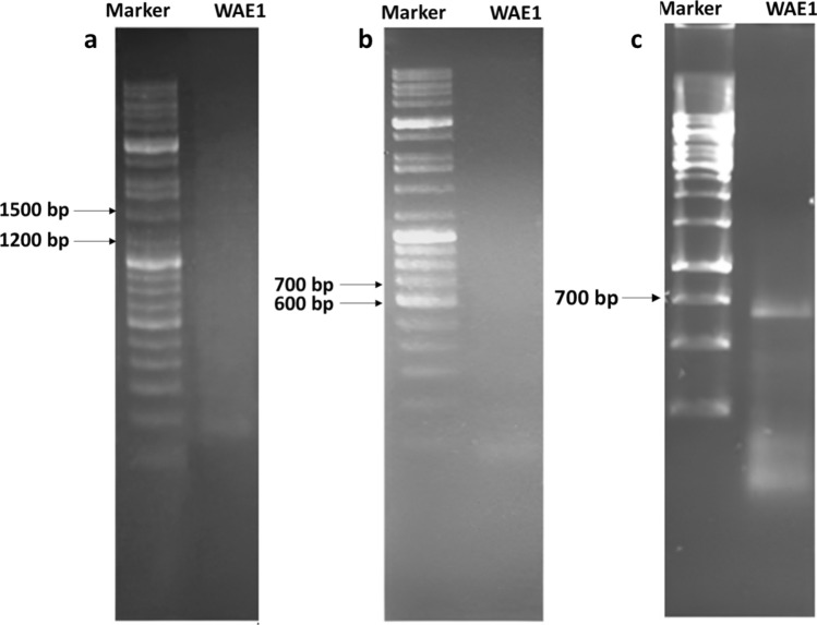 Fig. 6