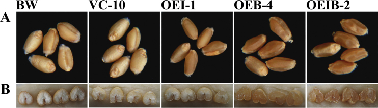 Fig. 3.