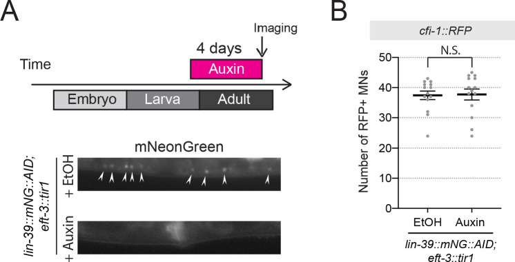 Figure 5—figure supplement 1.