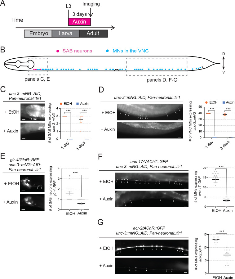 Figure 3—figure supplement 2.