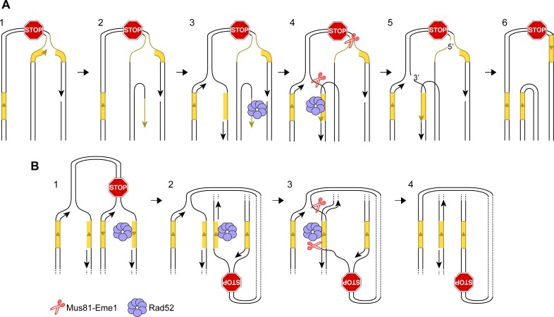 Figure 5—figure supplement 1.