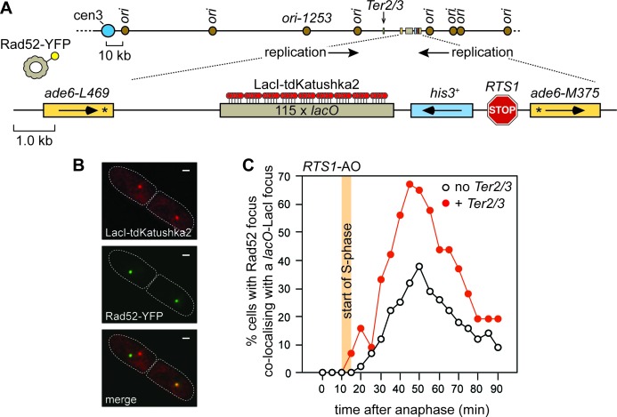 Figure 3—figure supplement 1.