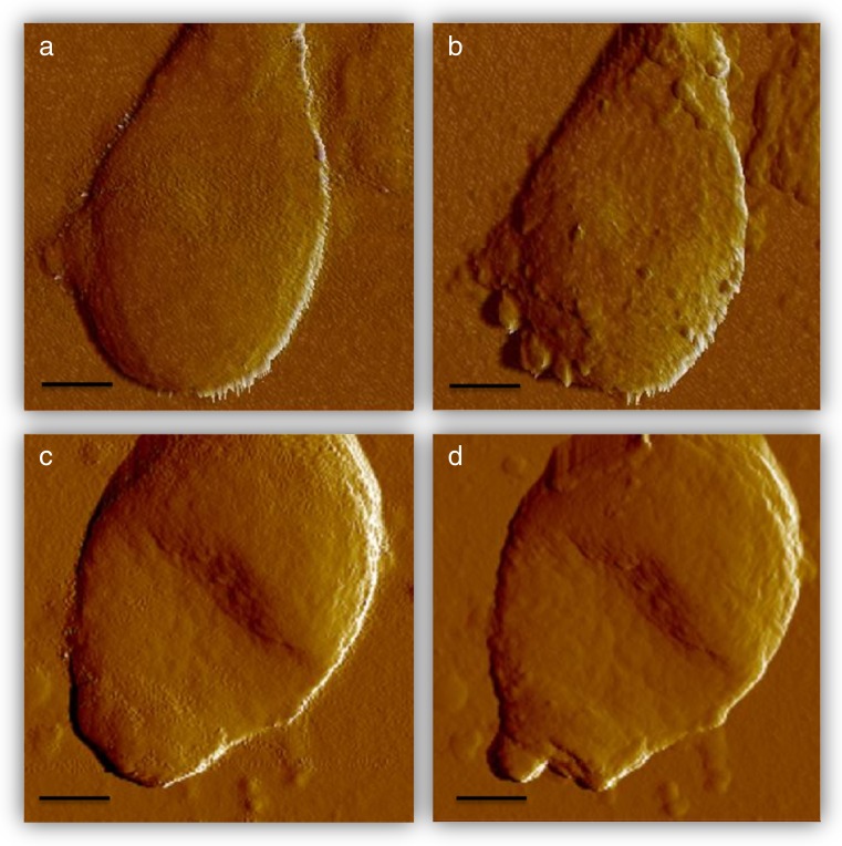 Fig. 2