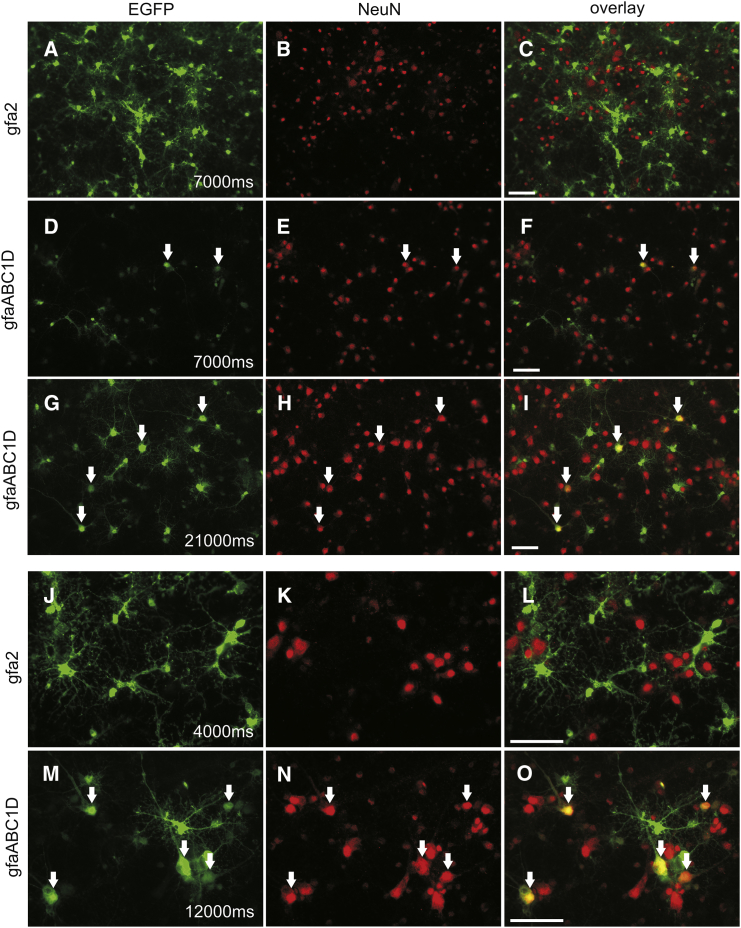 Figure 3