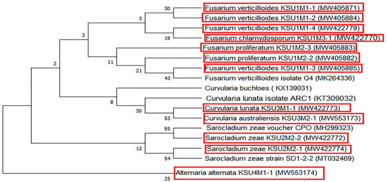 Figure 6