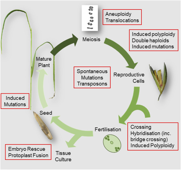 FIGURE 1