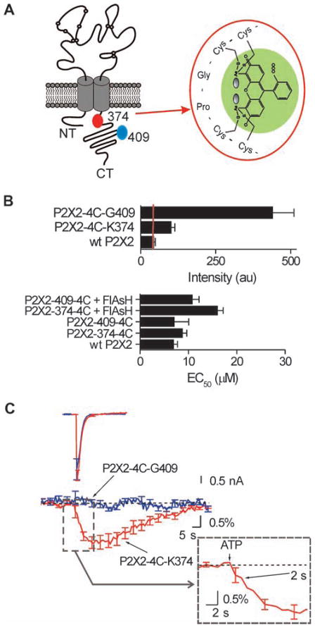 Fig. 4