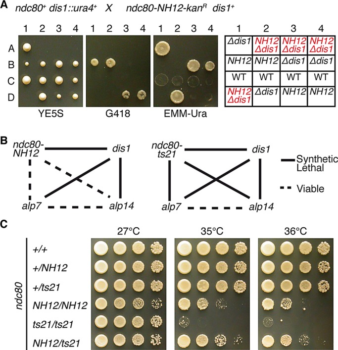 FIGURE 7: