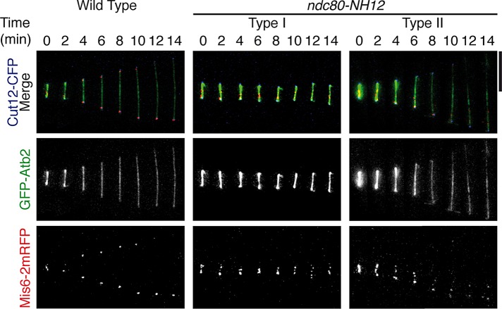 FIGURE 3: