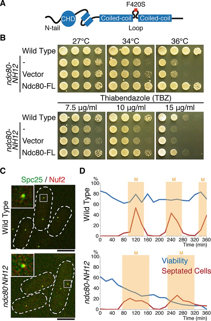 FIGURE 1: