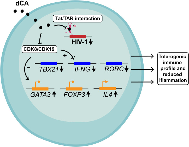 graphic file with name LSA-2024-02653_GA.jpg