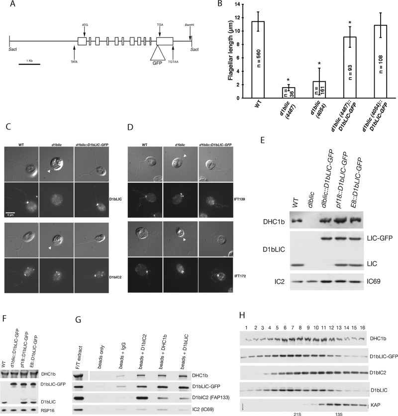 FIGURE 3: