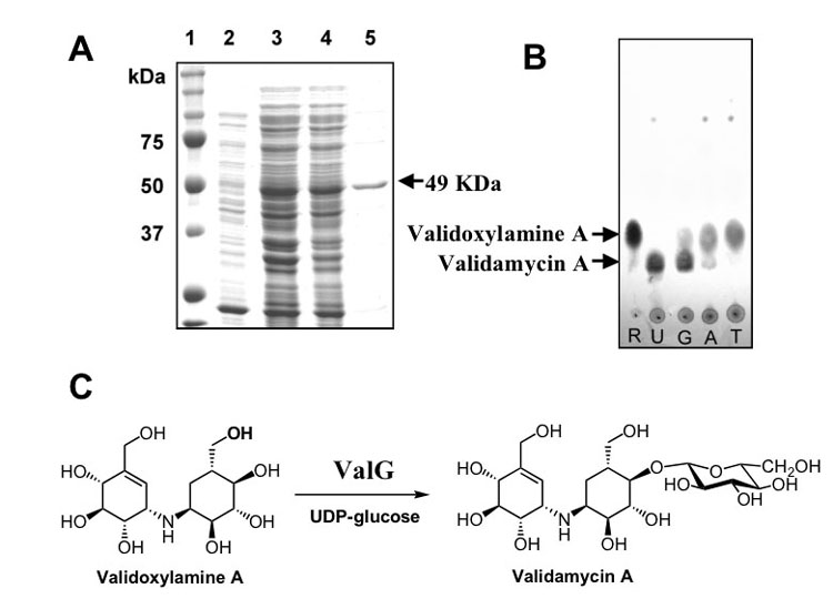 Figure 5