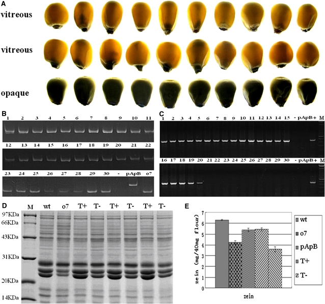 Figure 6 