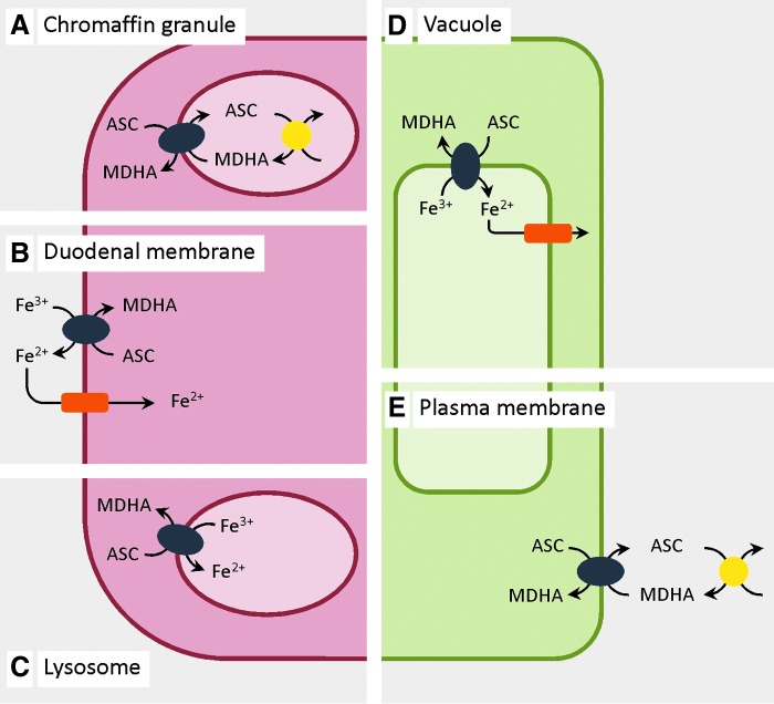 FIG. 1.