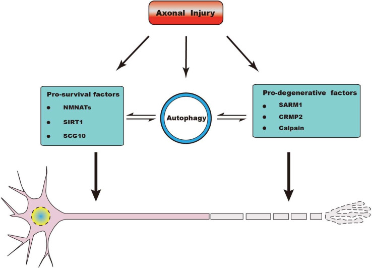 Fig. 3