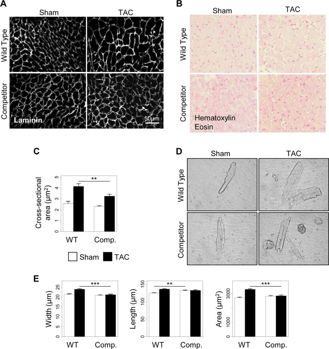 Fig 8