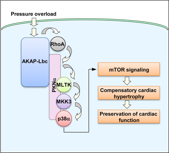 Fig 12