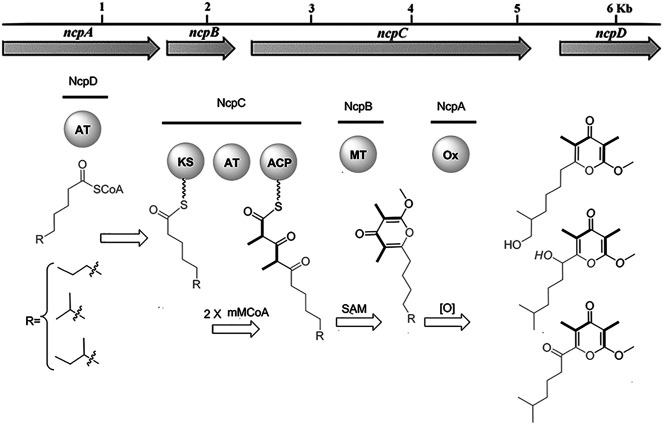 FIGURE 6