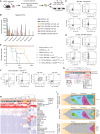Figure 1. Mouse HSPC transformation by expression of ZNF384 FO. A, The workflow for colony-forming assays and transplantation assays. Bone marrow was isolated from mice, enriched for HSPC, transduced with representative fusions, and sorted for colony-forming assays (CFU) or transplanted directly into mice. B, CFU of lineage-negative bone marrow cells expressing wild-type or FO, with or without exon 8, grown in myeloid differentiation conditions. Columns show means of three replicates ± SD. C, Cells harvested from CFU after two or more replatings were subjected to flow cytometry and representative immunophenotype is shown of wild-type cells (D) or EP300::ZNF384–expressing cell. E, Survival curves in primary, secondary, and tertiary recipients. Two-sided log-rank Mantel–Cox test, **, P = 0.008, F, Immunophenotyping from a representative mouse (ID 1723) showing tumors harvested from bone marrow expressing Mac1 and Gr1. G, Unsupervised hierarchical clustering of tumors generated in mice. Abbreviations: TCZ.NRAS: TCF3::ZNF384 + NRASG12D; TCZ.E8.NRAS: TCF3::ZNF384 (with exon 8) + NRASG12D; EP300Z.NRAS: EP300::ZNF384 + NRASG12D; ARF.TCZ.NRAS: ARF-null TCF3::ZNF384 + NRASG12D; ARF.TCZ.E8.NRAS: ARF-null TCF3::ZNF384 (with exon 8) + NRASG12D; NRAS: NRASG12D. H, Unsupervised hierarchical clustering xCell analysis showing hematopoietic cell-type signature enrichment. Color legend is the same from G. I, Fishplot of three mouse tumors subjected to exome sequencing showing mutational evolution.