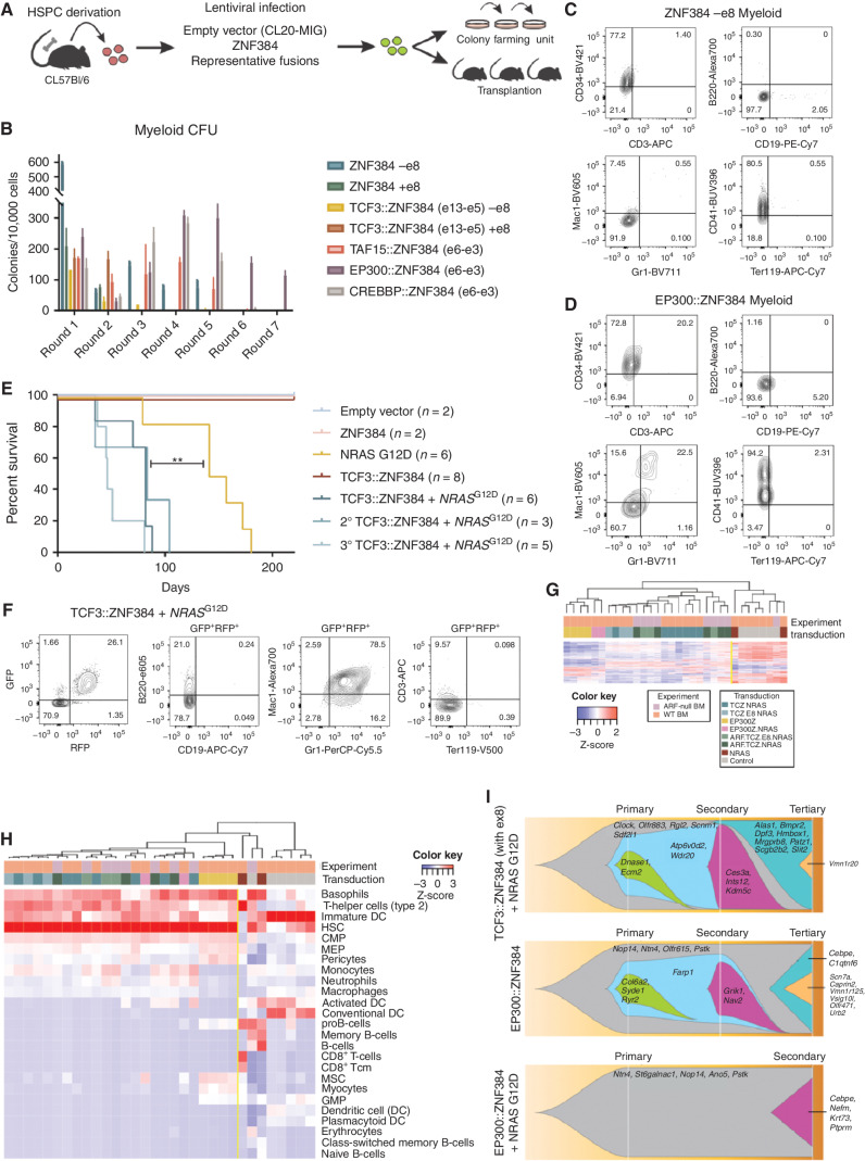 Figure 1. Mouse HSPC transformation by expression of ZNF384 FO. A, The workflow for colony-forming assays and transplantation assays. Bone marrow was isolated from mice, enriched for HSPC, transduced with representative fusions, and sorted for colony-forming assays (CFU) or transplanted directly into mice. B, CFU of lineage-negative bone marrow cells expressing wild-type or FO, with or without exon 8, grown in myeloid differentiation conditions. Columns show means of three replicates ± SD. C, Cells harvested from CFU after two or more replatings were subjected to flow cytometry and representative immunophenotype is shown of wild-type cells (D) or EP300::ZNF384–expressing cell. E, Survival curves in primary, secondary, and tertiary recipients. Two-sided log-rank Mantel–Cox test, **, P  =  0.008, F, Immunophenotyping from a representative mouse (ID 1723) showing tumors harvested from bone marrow expressing Mac1 and Gr1. G, Unsupervised hierarchical clustering of tumors generated in mice. Abbreviations: TCZ.NRAS: TCF3::ZNF384 + NRASG12D; TCZ.E8.NRAS: TCF3::ZNF384 (with exon 8) + NRASG12D; EP300Z.NRAS: EP300::ZNF384 + NRASG12D; ARF.TCZ.NRAS: ARF-null TCF3::ZNF384 + NRASG12D; ARF.TCZ.E8.NRAS: ARF-null TCF3::ZNF384 (with exon 8) + NRASG12D; NRAS: NRASG12D. H, Unsupervised hierarchical clustering xCell analysis showing hematopoietic cell-type signature enrichment. Color legend is the same from G. I, Fishplot of three mouse tumors subjected to exome sequencing showing mutational evolution.