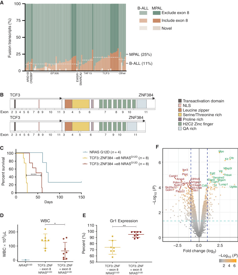 Figure 6. The effect of TCF3::ZNF384 alternative splicing isoforms. A, Relative abundance of ZNF384 splice isoforms in ZNF384r B-ALL and MPAL. Each column represents a case and shows the cumulative abundance of all isoforms as a proportion within each case. The mean inclusion of exon 8 based on N-terminal partner is marked by the horizontal line across cases including that partner. TCF3::ZNF384 fusions have a higher mean exon 8 inclusion rate. Light cases were diagnosed as B-ALL and darker cases as MPAL, with the mean exon 8 inclusion for each diagnosis marked on the left. MPAL cases have a higher average exon 8 inclusion rate. B, A schematic representation of TCF3::ZNF384 mRNA splicing isoforms that differ in exon 8 inclusion. C, Survival curves in primary recipients transplanted with indicated cells. Two-sided log-rank Mantel–Cox test; ****, P < 0.0001. D, White blood cell (WBC) count at death in mice transplanted with indicated cells. The mean expression is shown by the horizontal line in the scatter dot plot and the error bars represent the SD. *, P = 0.0315. E, Percent of cells expressing Gr1 as determined by flow analysis. The mean expression is shown by the horizontal line in the scatter dot plot and the error bars represent the SD; **, P = 0.0042. F, A volcano plot displaying −log10 P value by log2 fold change to compare gene expression of tumors driven by TCF3::ZNF384 with exon 8 to TCF3::ZNF384 without exon 8.