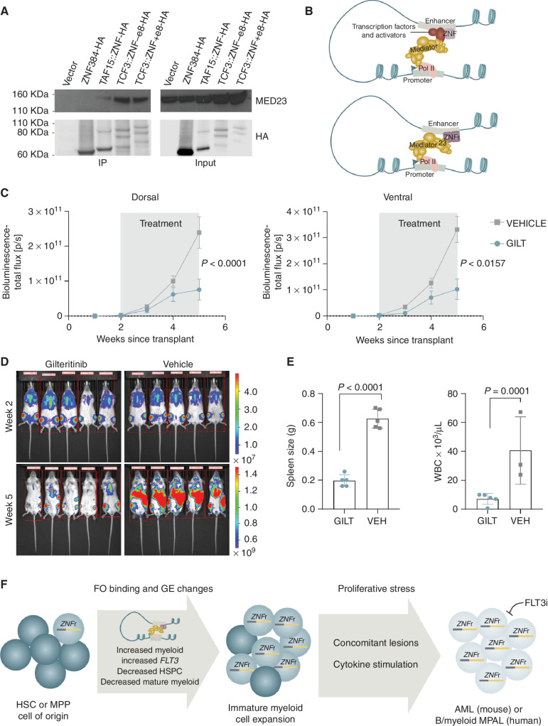 Figure 7. Proposed model of ZNF384 FO mechanism and in vivo sensitivity to gilteritinib. A, Co-immunoprecipitation assay using 293T cells and HA antibody. Pull-down lysates were blotted with anti-MED23 or anti-HA to show that ZNF384 FOs, but not ZNF384, interact with MED23. White bars between images delineate samples run on separate gels. B, Proposed model showing that ZNF384 binds to enhancer regions and through interactions with transcription factors and activators can interact with the Mediator complex to initiate transcription (left). In contrast, ZNF384 FO directly interact with MED23 of the Mediator complex, which bypasses the need to interact with additional transcription factors and activators to initiate transcription (right). C, MPAL patient-derived xenograft expressing TCF3::ZNF384 were randomized to receive 20 mg/kg of gilteritinib (GILT) or vehicle (VEH) once daily from week 2 to week 5. Tumor burden was monitored by bioluminescent imaging. D, Ventral bioluminescent imaging of indicated treatment groups at beginning (top) and end (bottom) of treatment. E, Spleen weight at time of death (left) or white blood cell (WBC; right) count at time of death in mice with indicated treatment. The mean expression is shown by the bar and the error bars represent the SD. F, Graphical summary of the results from this study. ZNF384 rearrangements arise in an early HSC or multi-potent progenitor (MPP). Through increased binding of ZNF384 FO at wild-type target genes (related to normal hematopoietic development), gene expression (GE) is deregulated, likely through a stabilized Mediator complex. Changes in GE programs leads to an expansion of immature myeloid cells that are primed for leukemic transformation in the presence of proliferative stress. In addition, ZNF384r leukemia shows in vivo sensitivity to FLT3 inhibition.