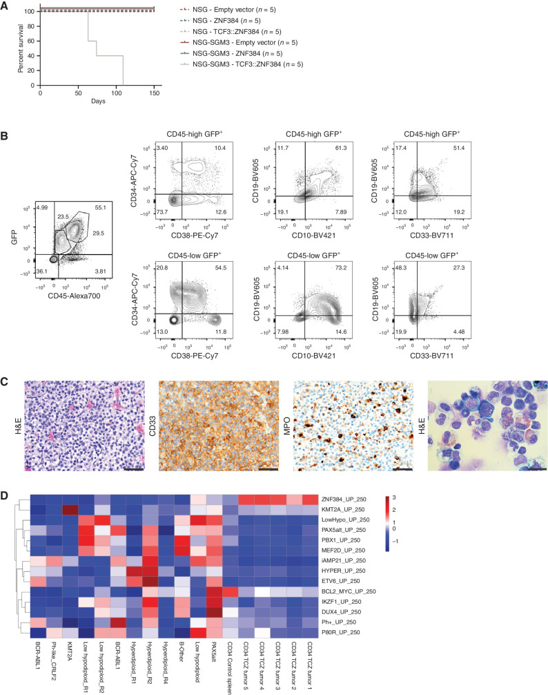 Figure 4. Human CD34 cells expressing TCF3::ZNF384 (TCZ) drive B/myeloid leukemia in vivo. A, Survival curves in primary recipients transplanted with indicated cells. B, Immunophenotyping from a representative mouse showing tumors express CD34, CD38, CD33, and CD19. C, Hematoxylin and eosin (H&E) staining (left), CD33 staining (middle), MPO staining (right) of sternal section and cytospin of bone marrow cells. Scale bars represent 50 µm for all except for bone marrow cytospin (scale bar, 20 µm). D, Single-sample GSEA displaying relative enrichment score (Z-score) for B-ALL subtype-specific gene lists. Experimental tumors are enriched for ZNF384r gene set. Patients 1–12 (non-ZNF384r) were included for heterogeneity, which is required for analysis. Adjacent samples labeled R1, R2, or R4 are relapsed samples from the same patient. TCZ, TCF3::ZNF384.