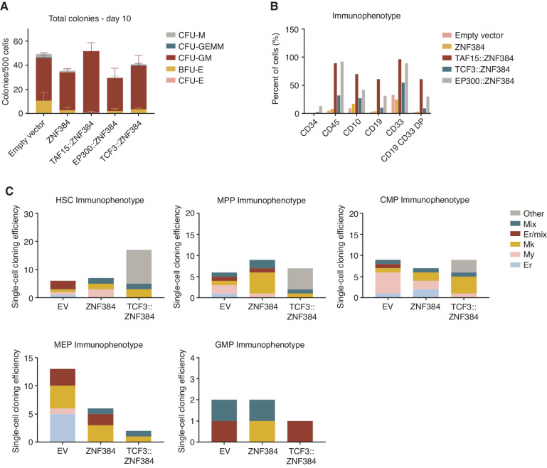 Figure 3. Human CD34 cells expressing ZNF384 FO exhibit immature myeloid cell expansion. A, CFU of CD34 human cord blood cells expressing empty vector, wild-type, or FO. Columns show means of two replicates ± SD. Colonies were scored based on morphology; macrophage (CFU-M), granulocyte, erythrocyte, macrophage, megakaryocyte (CFU-GEMM), granulocyte, macrophage (CFU-GM), burst forming unit-erythroid (BFU-E), or erythroid (CFU-E). B, Cells harvested from CFU were subjected to flow cytometry. FO-expressing cells have an expansion of CD45- and CD33-positive cells compared with controls. FO samples also have CD19, CD33 double-positive cells. C, Cloning efficiency and lineage outcomes of single cells from indicated genotypes. Data in B and C represent cells pooled from replicates for analysis.