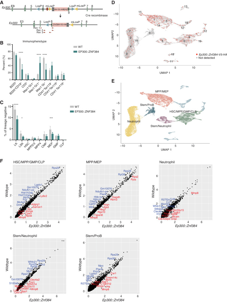 Figure 2. Mice expressing Ep300::Znf384-V5-HA show skewing of hematopoiesis with immature myeloid cell expansion. A, A schematic representation of the reverse-orientation minigene that was knocked into intron 6 of Ep300. Upon Cre-driven recombination, the minigene is flipped and replaces endogenous exon 6. The primers used for PCR validation are shown in red arrows. B, Immunophenotype of the peripheral blood, determined by flow. Columns show means of four replicates ± SD. ****, P < 0.0001; ***, P = 0.0008. C, HSPC compartment characterization by flow analysis of bone marrow cells. Lineage-negative, Kit+ (LK); lineage-negative, Sca1+, Kit+ (LSK); hematopoietic stem cell (HSC); multipotent progenitor 2 and 3 (MPP2/3); multipotent progenitor 4 (MPP4); common myeloid progenitor (CMP); megakaryocyte erythroid progenitor (MEP); granulocyte monocyte progenitor (GMP). ***, P = 0.0008; *, P = 0.0460. D, Uniform Manifold Approximation and Projection (UMAP) dimensionality reduction showing wild-type and EP300::ZNF384 cells, with red indicating detectable Ep300::ZNF384-V5-HA expression. E, UMAP showing that similar clusters were grouped together to make five partitions. F, Gene expression was compared between wild-type and EP300::ZNF384-V5-HA samples in the HSC/MPP/GMP/CLP partition, MPP/MEP partition, neutrophil partition, stem/neutrophil partition or stem/pro B partition.