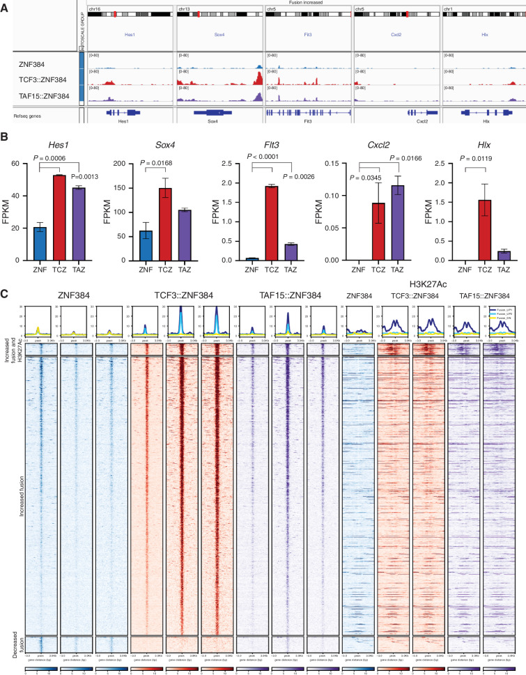 Figure 5. ZNF384 FO binding to chromatin is associated with H3K27 acetylation and increased expression of hematopoietic regulators. A, Representative genomic regions with increased binding of the FO compared with wild-type. B, Representative expression in fragments per kilobase million (FPKM) of genes with differential binding. Columns show means of two replicates ± SD. ZNF, wild type ZNF384; TCZ, TCF3::ZNF384; TAZ, TAF15::ZNF384. C, Heat map showing the ChIP-seq signal, centered on ZNF384 peaks, of wild-type ZNF384 compared with TCF3::ZNF384 and TAF15::ZNF384; and H3K27Ac signal, centered on ZNF384 peaks (top). Peaks with increased binding of FO compared with wild-type proteins separated by regions with increased H3K27Ac or regions with same H3K27Ac (middle). Peaks with decreased binding of the FO compared with wild-type proteins (bottom).